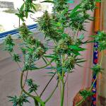 original-auto-og-kush-fem-fastbuds.jpg