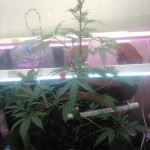 papaya-regular-nirvana-seeds.jpg