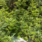 violets-wonder-auto-fem-sumo-seeds.jpg
