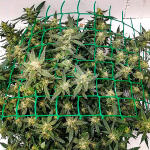 alpha-21-fem-alphafem-seeds.jpg