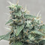 fat-bastard-auto-fem-blimburn-seeds.jpg