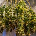 gorilla-zkittlez-fem-Semyanich.jpg