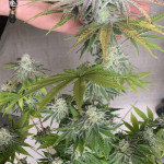 papaya-zoap-f1-fast-version-fem-sweet-seeds.jpg