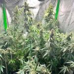 strawberry-cheesecake-auto-fem-humboldt-seed-company.jpg