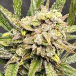 ztrawberriez-auto-fem-fastbuds.jpg