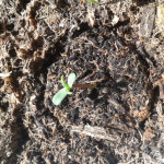 00-kush-fem-00-seeds.jpeg