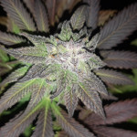 alpujarrena-pyramid-seeds.jpg