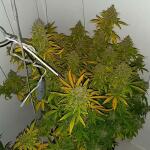 gorilla-cookies-auto-fem-fastbuds.jpg
