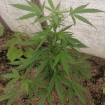 gorilla-glue-auto-glue-auto-fem-fastbuds.jpg