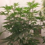 keepers-og-autoflower-fem-seedkeepers.jpg