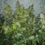 mazar-extra-bulk-seed-bank.jpg