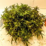 alpha-21-fem-alphafem-seeds.jpg