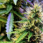 big-devil-xl-auto-fem-sweet-seeds.jpg
