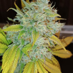 black-muffin-f1-fast-version-fem-sweet-seeds.jpg