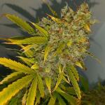 gorilla-cookies-auto-fem-fastbuds.jpg