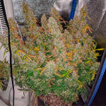 original-auto-sour-diesel-fem-fastbuds.jpg