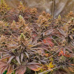 planet-of-the-grapes-rbx-fem-ethos-genetics.jpg