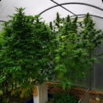 the-church-fem-ghs.jpg