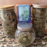 totally-alpha-og-auto-fem-alphafem-seeds.jpg