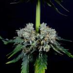 booberry-cookies-rbx-fem-ethos-genetics.jpg