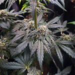 high-society-fem-compound-genetics.jpg