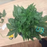 northern-lights-nirvana-seeds.JPG