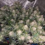 polar-gelato-by-sherbinskis-fem-silent-seeds.jpg