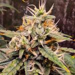wedding-glue-auto-fem-fastbuds.jpg