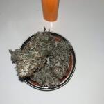 booberry-cookies-rbx-fem-ethos-genetics.jpg