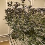 booberry-cookies-rbx-fem-ethos-genetics.jpg
