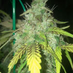 gorilla-4-autoflower-fem-easy-grow-seeds.jpg