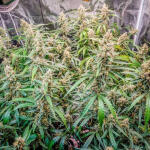 medusa-f1-auto-fem-rqs.jpg
