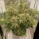 miracle-alien-cookies-mac-fem-7ch-american.jpg