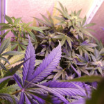 purple-juice-auto-fem-herbies-seeds.jpg