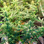 runtz-auto-fem-barneys-farm.jpg