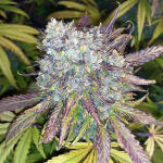 strawberry-pie-auto-fem-fastbuds.jpg