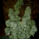 chemdawg-humboldt-seeds.jpg