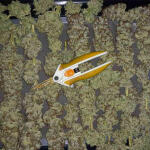 gelato-fem-blimburn-seeds.jpg