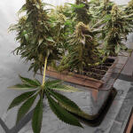 glue-sherbert-fem-alphafem-seeds.jpg