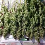 gorilla-cookies-auto-fem-fastbuds.jpg