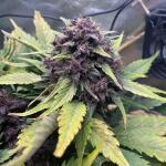 lsd25-auto-fem-fastbuds.jpg