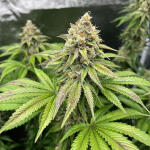 papaya-frosting-fem-barneys-farm.jpg