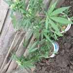 taison-auto-vip-seeds.jpeg