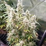 thin-mint-x-sour-pinot-auto-barneys-farm.jpg