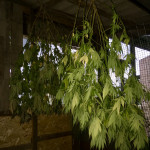 afghan-kush-reg-world-of-seeds.jpeg