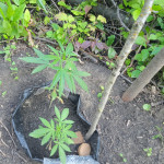 ak-77v-fem-victory-seeds.jpg