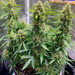 auto-orange-bud-fem-dutch-passion.jpg