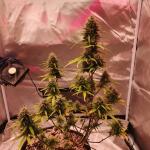 gelato-2-auto-fem-Semyanich.jpg