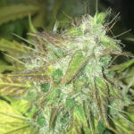 gorilla-4-autoflower-fem-easy-grow-seeds.jpg
