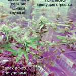 somango-fem-bulk-seed-bank.jpg